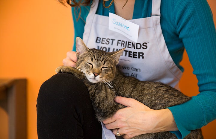 Volunteer holding a brown tabby cat on her lap