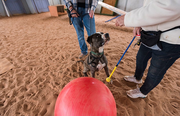 Dianna Stearns giving Treibball training to Sherman the American Staffordshire terrier mix