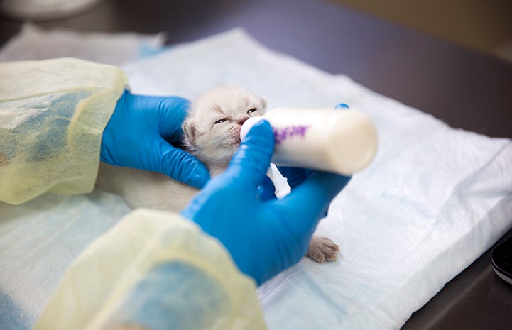 Volunteer feeding a neonatal kitten