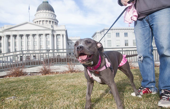 I’m walking for all dogs.