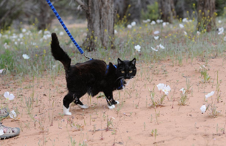 Walking the Dog Day? What about Walking the Cat Day?