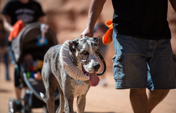 I always get dressed up for my walks. You just never know who you might run into.