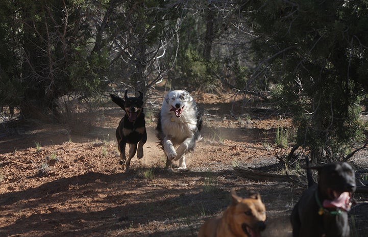 Leashes? We don’t need no stinking leashes.