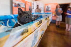 Wrinkles the Russian Blue cat thinks the Hurricane Katrina commemorative ARK was build for him