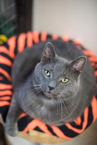 Wrinkles a Russian Blue is a Hurricane Katrina rescue cat