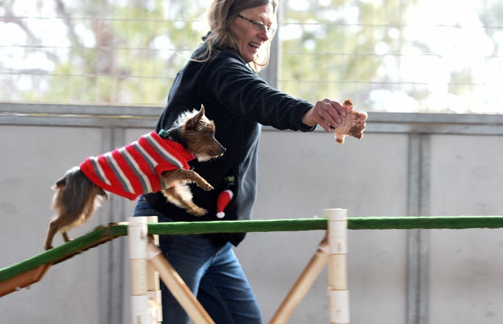 Milky Way the Yorkshire Terrier having a blast on the agility equipment