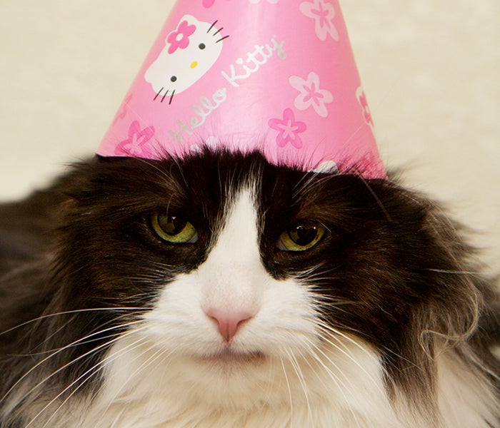 Tuxedo cat wearing a pink party hat