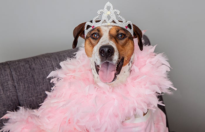 Dog dressed up as a princess