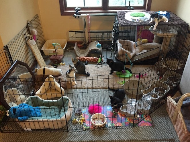 Foster kittens in a pen enclosure