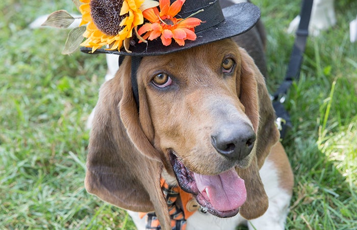 Hound dog wearing a hat with flowers on it