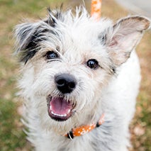 Scruffy terrier with one ear up
