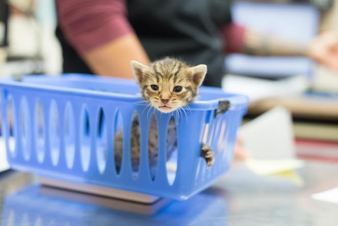 Kitten in a basket