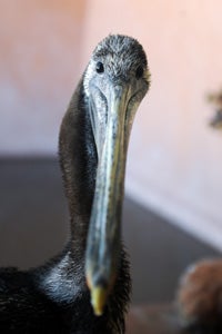 The young pelican radiates a noble air