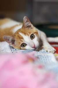 Cara the Creamsicle-colored, five-month-old kitten who had distemper