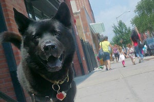 Hachi the Chow mix has come a long way since he came to Best Friends–New York
