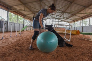 Levi the black shepherd mix playing treibball with Ashley