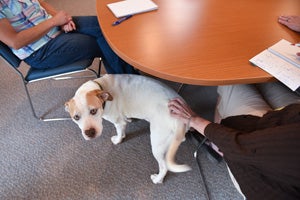 Shug the often overly excited dog enjoying some one-on-one attention in an office from the staff