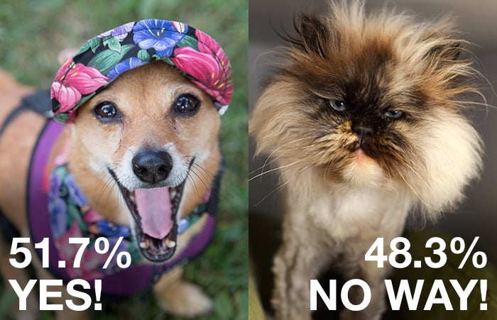 Picture of a dressed-up dog and a cat with a "lion" haircut