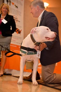 Captain Cowpants the pit bull terrier winning friends and influencing lawyers 
