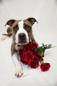 Pit-bull-terrier-type dog with red roses