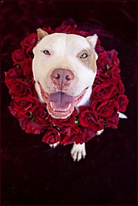 Pit-bull-terrier-type dog in a ring of red roses