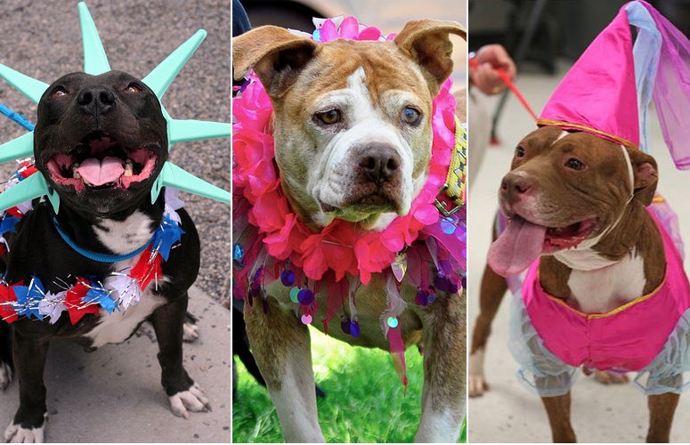 Photos of pitbulls dressed up in various costumes