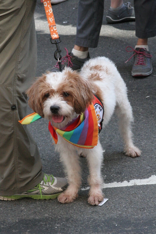 Pride festival dog