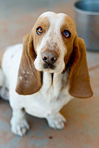 Basset hound rescued from puppy mill