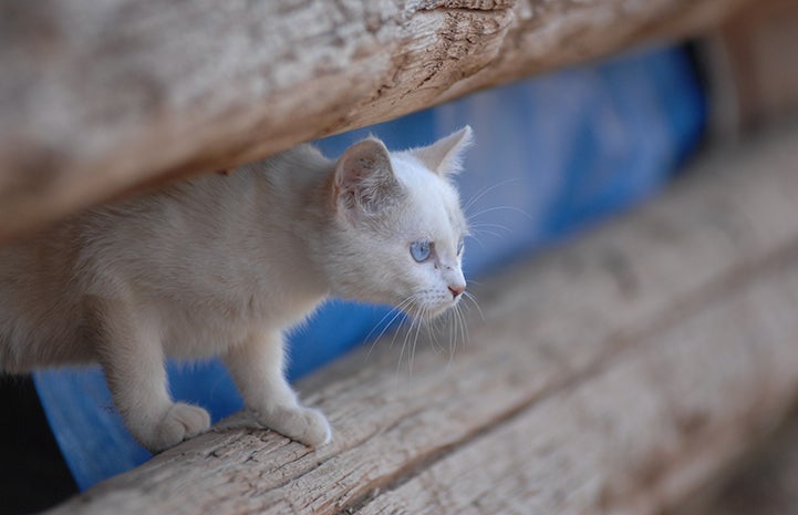 White free-roaming kitten