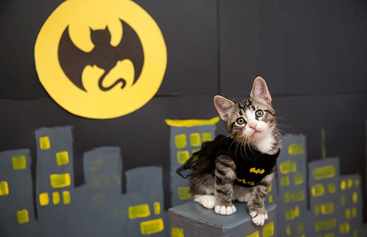 Crazy cat cosplay turns kitty into your favorite heroes (pictures) - CNET