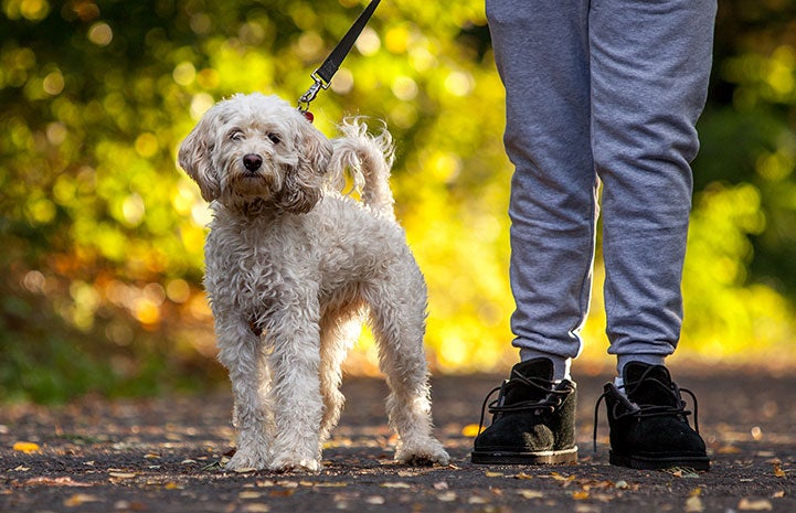 Beanky, an eight-year-old poodle mix, now has a loving home