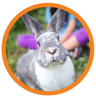 Bunny photo icon