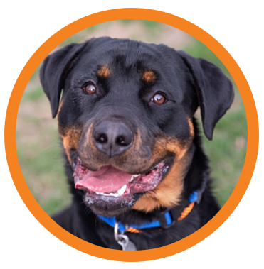 Dog photo icon