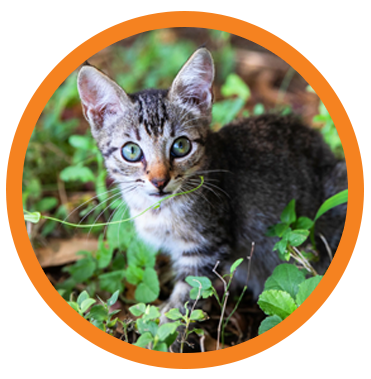 Tiny kitten outside in grass