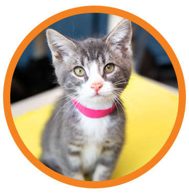 Kitten photo icon