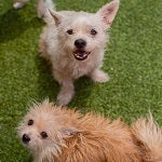 White small dog and brown small dog in the grass