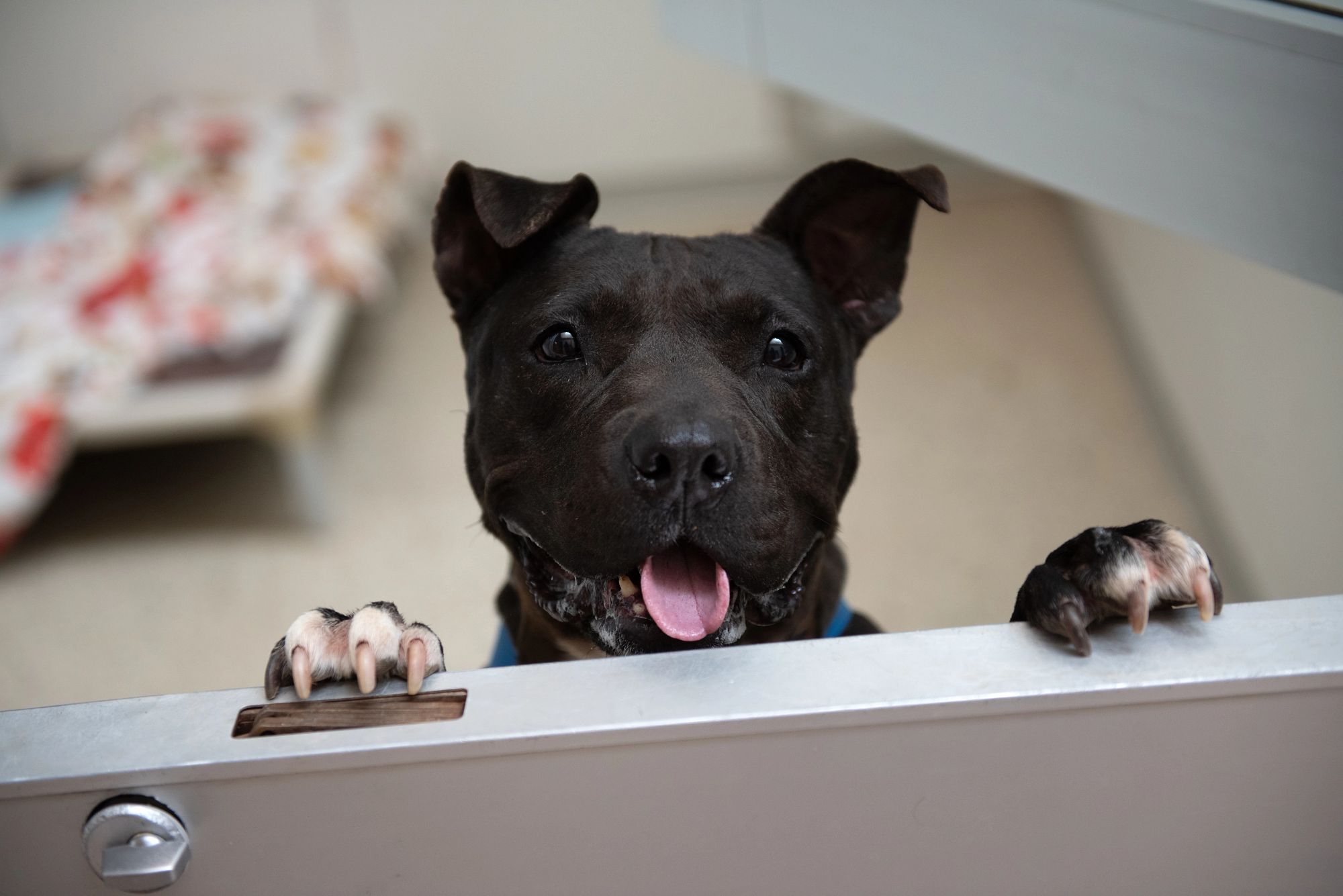 black dog in an animal shelter