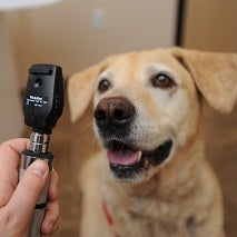 Tan dog having eyes checked