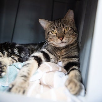 Tabby cat lying with front paws stretched out in carrier