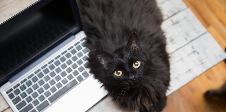 Black cat lying on silver keyboard