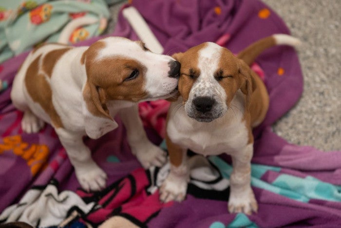 Two puppies 