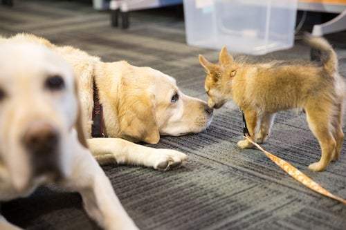 a very small dog touching noses with a yellow labrador
