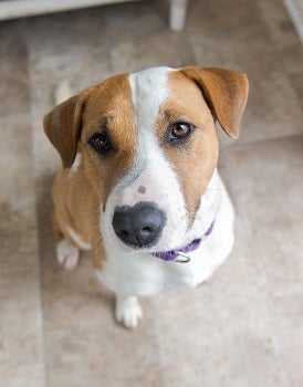 Brown and white dog sitting on tile floor