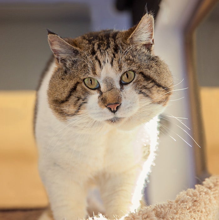 A cat with very large cheeks looks into the camera