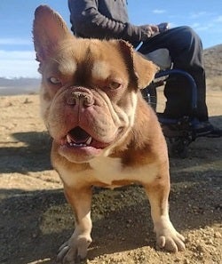 Brown dog with one ear up