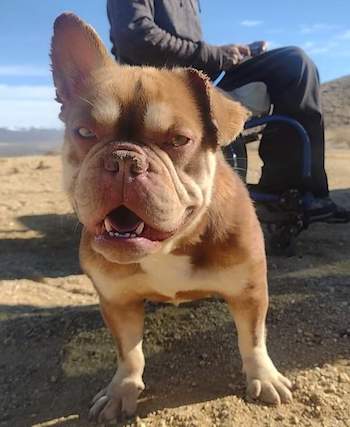A dog with a short snout looking at the camera