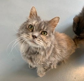 Long haired tabby cat