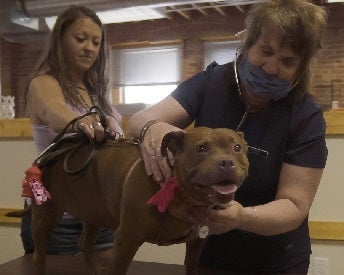 One woman in mask examining dog while other woman holds dog
