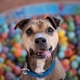 Dog sitting in baby pool filled with colored balls