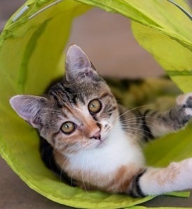Tabby cat lying in bright yellow cat tunnel